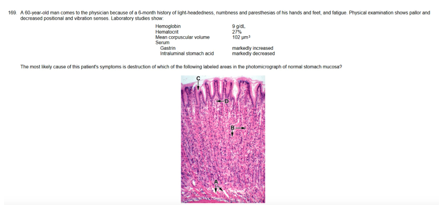 169. A 60-year-old man comes to the physician because of a 6-month history of light-headedness, numbness and paresthesias of his hands and feet, and fatigue. Physical examination shows pallor and
decreased positional and vibration senses. Laboratory studies show:
Hemoglobin
Hematocrit
Mean corpuscular volume
Serum
9 g/dL
27%
102 μm³
Gastrin
Intraluminal stomach acid
markedly increased
markedly decreased
The most likely cause of this patient's symptoms is destruction of which of the following labeled areas in the photomicrograph of normal stomach mucosa?