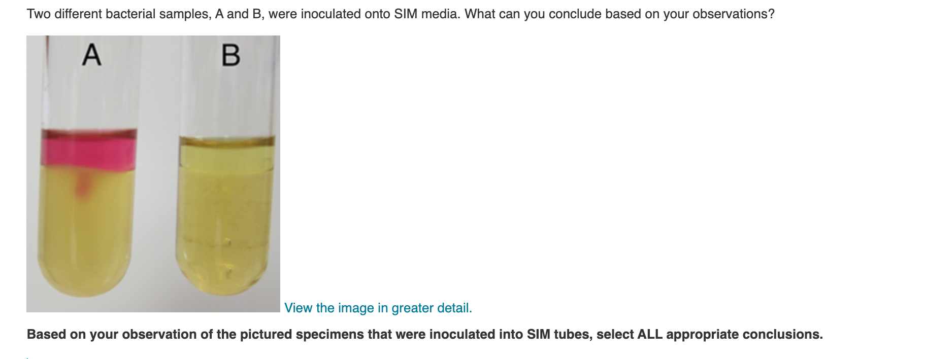 Two different bacterial samples, A and B, were inoculated onto SIM media. What can you conclude based on your observations?
A
