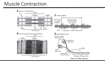 Muscle Contraction
MODEL OF A SARCOMERE
One
B ELECTRON MICROGRAPH OF SARCOMERE
C THIN FLAMENT
THE THIN
koa
Tropomyosin My binding
DMYON MOLECULE
Heads of
heavy chan (8)
light chain
Hingegn
of heavy chaine
sssssss
Tall region of heavy chain
Taken from BM, S