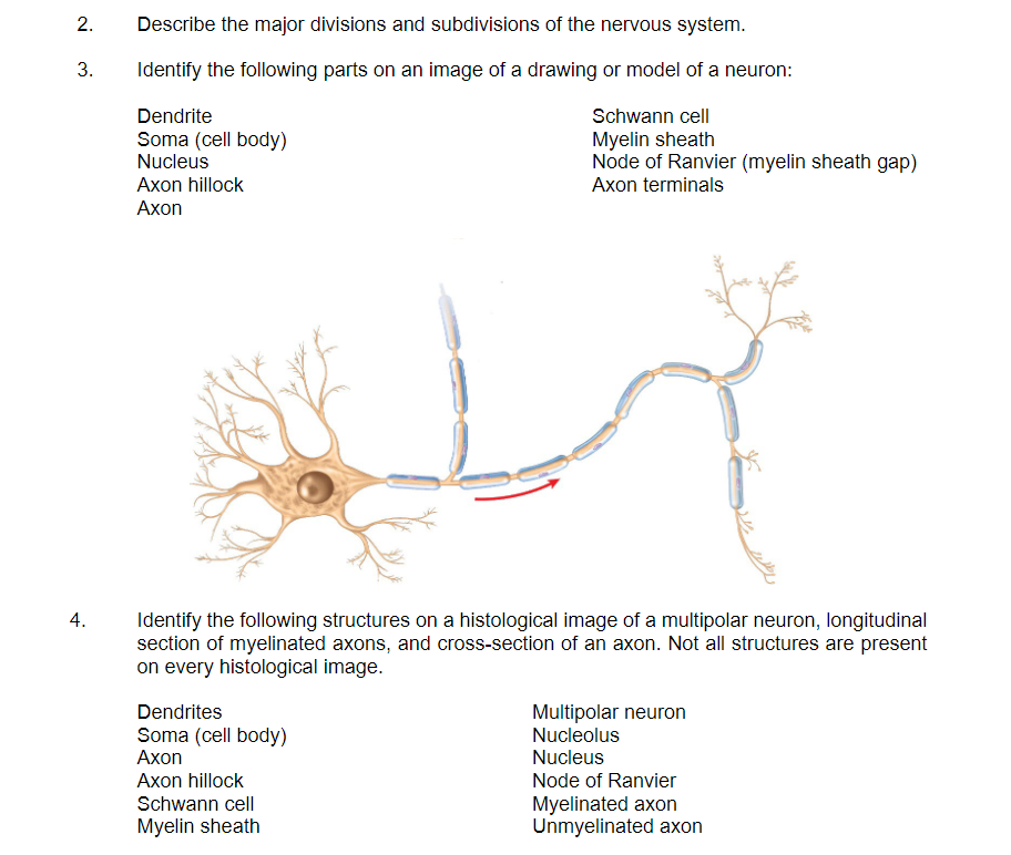 2.
3.
4.
Describe the major divisions and subdivisions of the nervous system.
Identify the following parts on an image of a drawing or model of a neuron:
Dendrite
Schwann cell
Myelin sheath
Soma (cell body)
Nucleus
Node of Ranvier (myelin sheath gap)
Axon terminals
Axon hillock
Axon
Identify the following structures on a histological image of a multipolar neuron, longitudinal
section of myelinated axons, and cross-section of an axon. Not all structures are present
on every histological image.
Dendrites
Soma (cell body)
Axon
Axon hillock
Schwann cell
Myelin sheath
Multipolar neuron
Nucleolus
Nucleus
Node of Ranvier
Myelinated axon
Unmyelinated axon