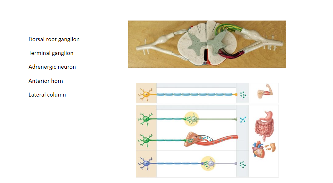 Dorsal root ganglion
Terminal ganglion
Adrenergic neuron
Anterior horn
Lateral column
3