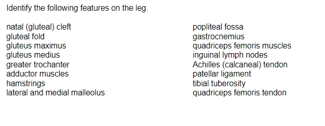 Identify the following features on the leg.
natal (gluteal) cleft
gluteal fold
gluteus maximus
gluteus medius
greater trochanter
adductor muscles
hamstrings
lateral and medial malleolus
popliteal fossa
gastrocnemius
quadriceps femoris muscles
inguinal lymph nodes
Achilles (calcaneal) tendon
patellar ligament
tibial tuberosity
quadriceps femoris tendon