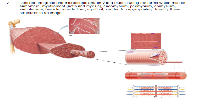 2.
Describe the gross and microscopic anatomy of a muscle using the terms whole muscle,
sarcomere, myofilament (actin and myosin), endomysium, perimysium, epimysium,
sarcolemma, fascicle, muscle fiber, myofibril, and tendon appropriately. Identify these
structures in an image.