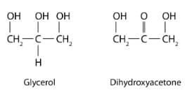 OH OH OH
T ││
T
CH2-C-CH
I
Glycerol
OH O OH
| || |
CH₂-C-CH₂
Dihydroxyacetone