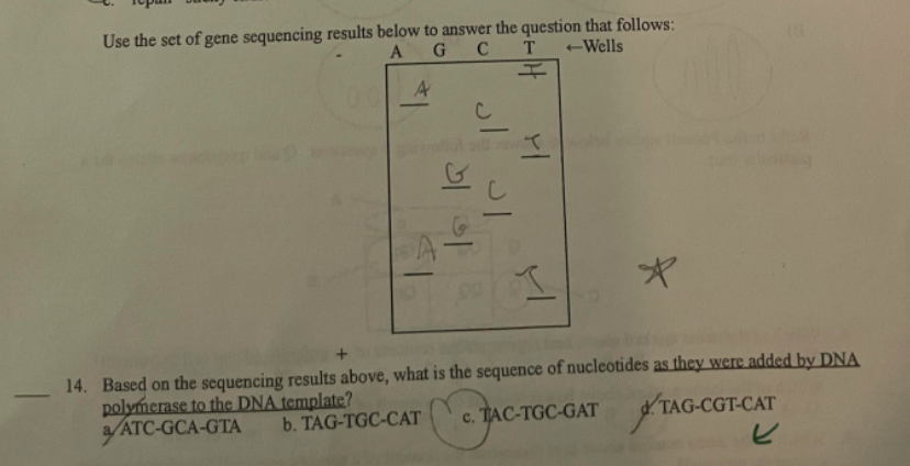 Use the set of gene sequencing results below to answer the question that follows:
A
G C
T
-Wells
I
14. Based on the sequencing results above, what is the sequence of nucleotides as they were added by DNA
polymerase to the DNA template?
a/ATC-GCA-GTA
b. TAG-TGC-CAT
c. TAC-TGC-GAT
GC-GA
TAG-CGT-CAT
L
A
EI
la la
اد ان
YI