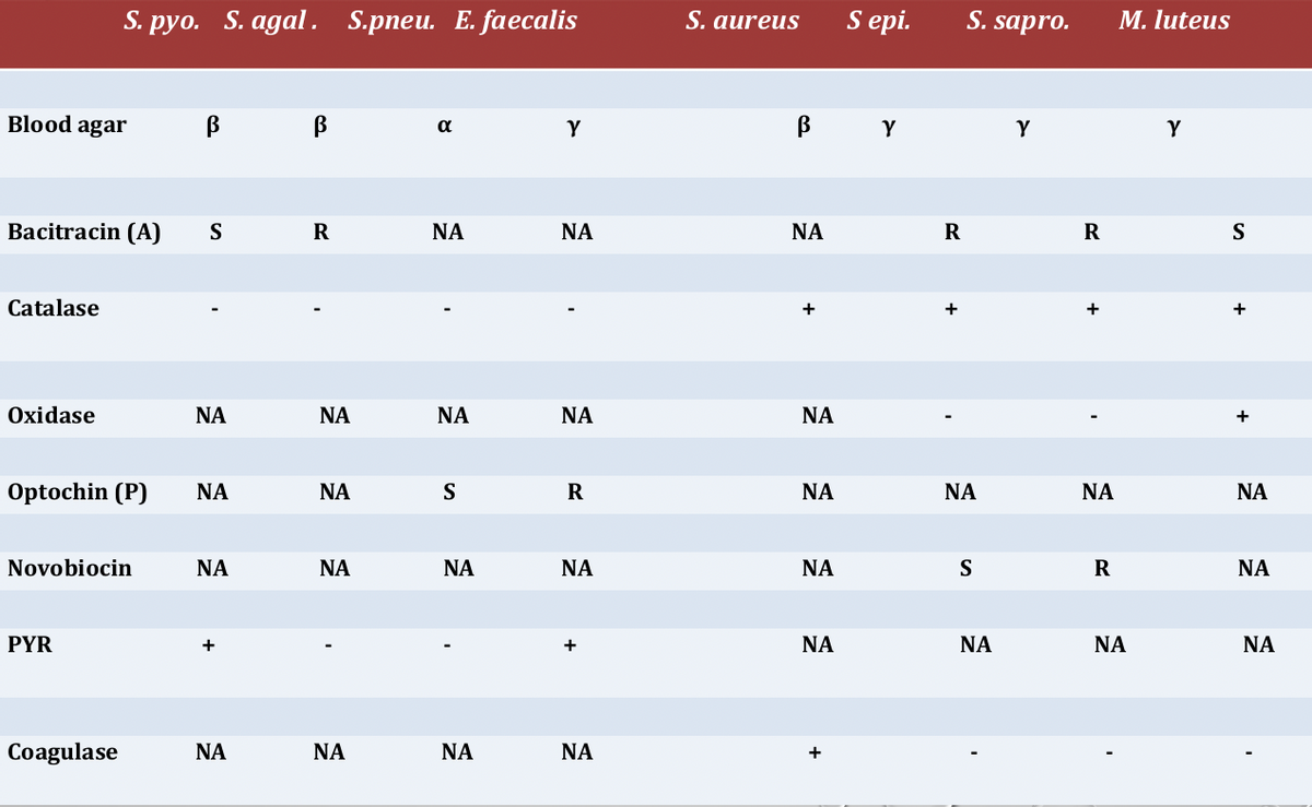 S. рyo.
S. agal. S.pneu. E. faecalis
S. aureus
S epi.
S. sapro.
M. luteus
Blood agar
B Y
a
Y
Y
Y
Bacitracin (A)
S
R
NA
NA
NA
R
R
S
Catalase
+
+
+
Oxidase
NA
NA
NA
NA
NA
+
Optochin (P)
NA
NA
S
R
NA
NA
NA
NA
Novobiocin
NA
NA
NA
NA
NA
S
R
NA
PYR
+
+
NA
NA
NA
NA
Coagulase
NA
NA
NA
NA
+
