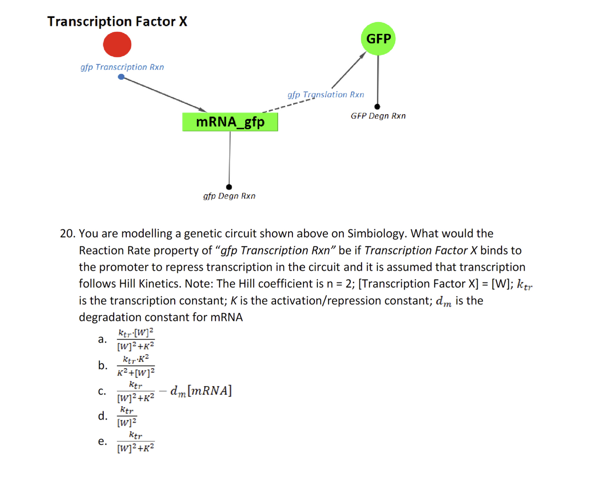 Transcription Factor X
gfp Transcription Rxn
a.
b.
C.
d.
20. You are modelling a genetic circuit shown above on Simbiology. What would the
Reaction Rate property of "gfp Transcription Rxn" be if Transcription Factor X binds to
the promoter to repress transcription in the circuit and it is assumed that transcription
follows Hill Kinetics. Note: The Hill coefficient is n = 2; [Transcription Factor X] = [W]; ktr
is the transcription constant; K is the activation/repression constant; dm is the
degradation constant for mRNA
e.
Ktr.[W]²
[W]²+K²
Ktr.K²
K² +[W]²
Ktr
[W]²+K²
Ktr
[w]²
mRNA_gfp
Ktr
[W]²+K²
gfp Degn Rxn
gfp Translation Rxn
dm [mRNA]
GFP
GFP Degn Rxn