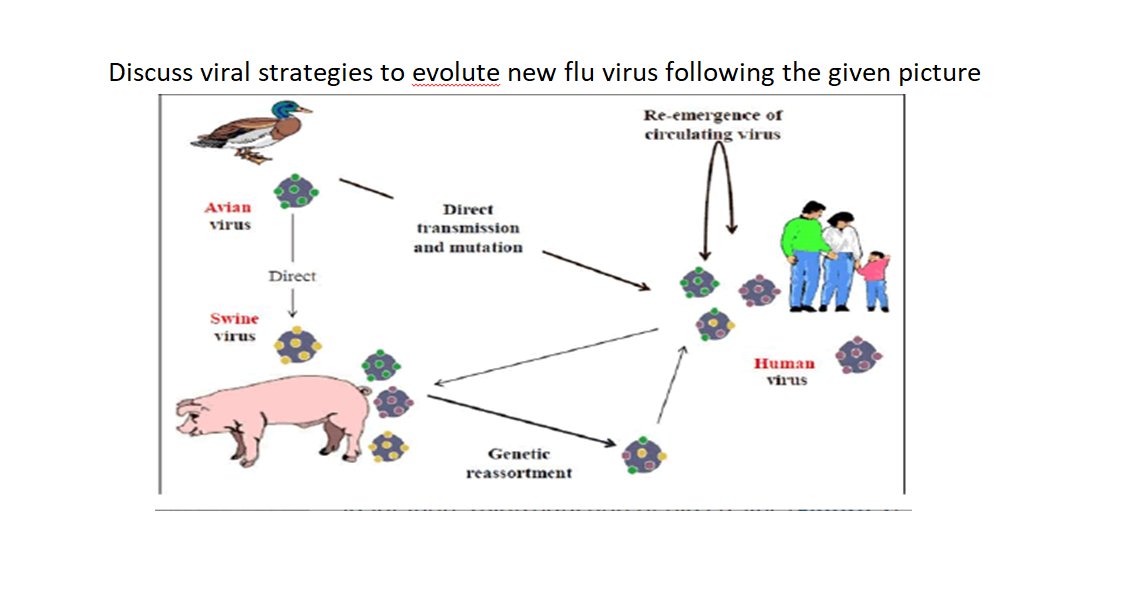 Discuss viral strategies to evolute new flu virus following the given picture
Re-emergence of
circulating virus
Avian
Direct
virus
transmission
and mutation
Direct
Swine
virus
Human
virus
Genetic
reassortment
