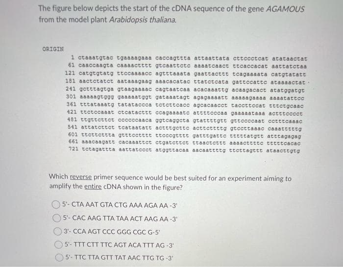 The figure below depicts the start of the cDNA sequence of the gene AGAMOUS
from the model plant Arabidopsis thaliana.
ORIGIN
1 ctaaatgtac tgaaaagaaa caccagttta attaattata cttccctcat atataactat
61 caaccaagta caaaactttt gtcaattete aaaatcaact ttcaccacat aattatetaa
121 catgtgtatg ttccaaaacc agtttaaata gaattacttt tcagaaaata catgtatatt
181 aactctatct aataaagaag aaacacatac ttatctcata gattccatte ataaaactat.
241 getttagtga gtaagaaaac cagtaatcaa acacaaattg acaagacact atatggatgt
301 aaaaagtggg gaaaaatggt gataaatagt agagaaaatt aaaaagaaaa aaaatattoo
361 tttataaatg tatataccca totettcacc agcacaacct taccttccat tttctgcaac
421 ttctccaaat ctcatacttt ccagaaaato attttcccaa gaaaaataaa actttcccct
481 ttgttcttct ccccccaaca ggtcaggeta gtattttgtt gttccccaat cctttcaaac
541 attatottct teataatatt actttgette acttcttttg gtccttaaac caaatttttg
601 ttcttcttta gtttcctttt ttcccgtttt gatttgatte tttttatgtt atttagagag
661 aaacaagatt cacaaattet ctgatcttct ttaactcttt aaaacttttc tttttcacac
721 tetagattta aattatccct atggttacaa aacaattttg ttcttagttt ataacttgtg
Which reverse primer sequence would be best suited for an experiment aiming to
amplify the entire cDNA shown in the figure?
5-CTA AAT GTA CTG AAA AGA AA -3'
5- CAC AAG TTA TAA ACT AAG AA-3'
3'- CCA AGT CCC GGG CGC G-5'
5- TTT CTT TTC AGT ACA TTT AG -3'
5- TTC TTA GTT TAT AAC TTG TG-3¹