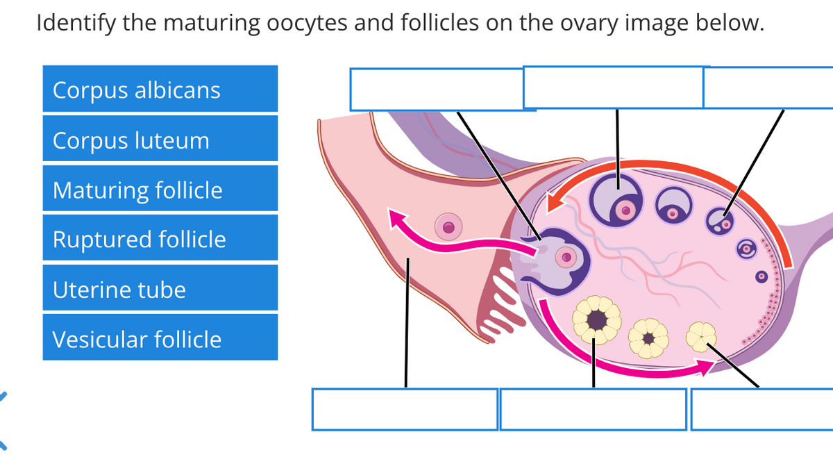 Identify the maturing oocytes and follicles on the ovary image below.
Corpus albicans
Corpus luteum
Maturing follicle
Ruptured follicle
O
Uterine tube
Vesicular follicle
