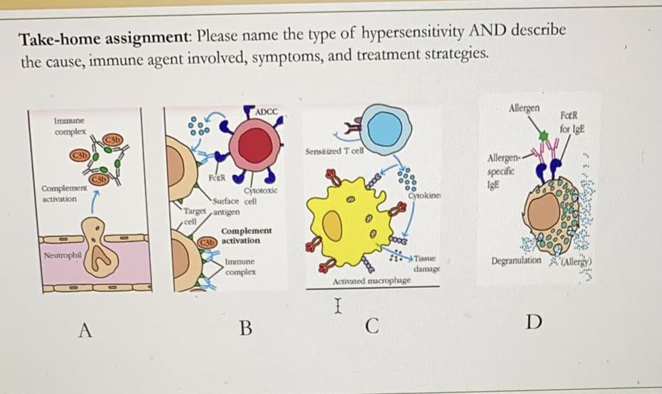 Take-home assignment: Please name the type of hypersensitivity AND describe
the cause, immune agent involved, symptoms, and treatment strategies.
ADCC
Allergen
FceR
Immune
complex
for IgE
Sensitized T cell
Allergen-
specific
IgE
FéeR
Complement
activation
cytotoxic
Cytokine
Surface cell
Target antigen
cell
Complement
CA activation
Neutrophil
Degranulation CAlergy)
Tissue
Immune
complex
damage
Activated macrophage
A
В
