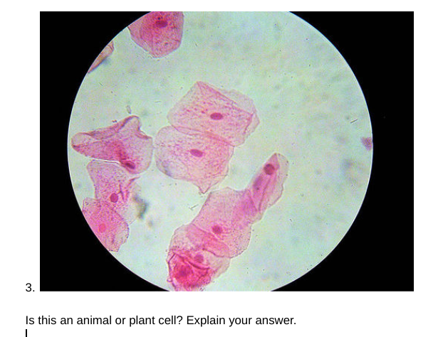 3.
Is this an animal or plant cell? Explain your answer.
