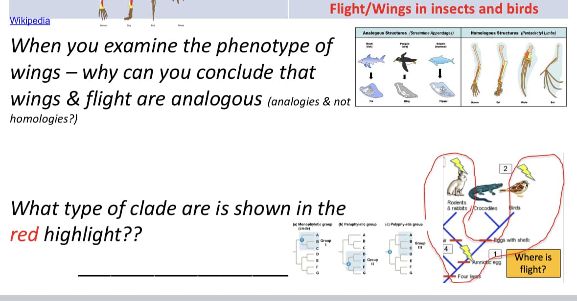 Flight/Wings in insects and birds
Wikipedia
When you examine the phenotype of
wings - why can you conclude that
wings & flight are analogous (analogies & not
homologies?)
A
B Group
C
D
E
G
Analogous Structures (Streamline Appendages)
Delph
mama
What type of clade are is shown in the
red highlight??
(a) Monophyletic group (b) Paraphyletic group
(clade)
Shark
e
C
D
E Group
II
F
G
Peop
(c) Polyphyletic group
BGroup
D
E
F
G
per
ir
Homologous Structures (Pentadactyl Limbs)
4
Human
Rodents
& rabbits Crocodiles
1
Amniotic egg
Four limles
2
m
Birds
Eggs with shells
B
Where is
flight?