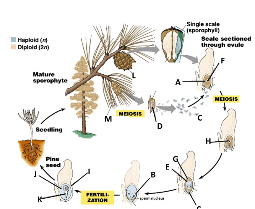 Haploid (n)
Diploid (2n)
Mature
sporophyte
Seedling
K
Pine
seed
ܚܝܝܢ
M
FERTILI-
ZATION
MEIOSIS
B
D
-sperm nucleus
E
A
Single scale
(sporophyll)
Scale sectioned
through ovule
C
H
F
MEIOSIS
