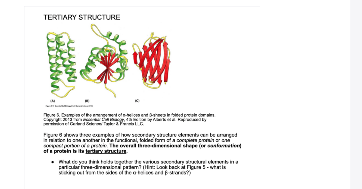 TERTIARY STRUCTURE
(A)
(B)
(C)
Fg Eet Galand Sen 20e
Figure 6. Examples of the arrangement of a-helices and B-sheets in folded protein domains.
Copyright 2013 from Essential Cell Biology, 4th Edition by Alberts et al. Reproduced by
permission of Garland Science/ Taylor & Francis LLC.
Figure 6 shows three examples of how secondary structure elements can be arranged
in relation to one another in the functional, folded form of a complete protein or one
compact portion of a protein. The overall three-dimensional shape (or conformation)
of a protein is its tertiary structure.
• What do you think holds together the various secondary structural elements in a
particular three-dimensional pattern? (Hint: Look back at Figure 5 - what is
sticking out from the sides of the a-helices and B-strands?)
