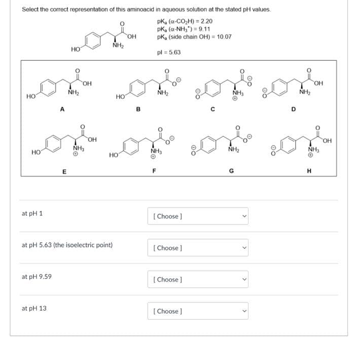 Select the correct representation of this aminoacid in aqueous solution at the stated pH values.
pKa (a-CO₂H) = 2.20
pK₂ (α-NH₂) = 9.11
pKa (side chain OH) = 10.07
pl = 5.63
HO
Lont out on on
OH
OH
NH₂
NH₂
NH₁
HO
NH₂
B
D
at pH 1
HO
NH₂
of of an
OH
NH₂
NH₂
NH3
O
E
F
G
at pH 9.59
at pH 13.
at pH 5.63 (the isoelectric point)
HO
OH
HO
[Choose ]
[Choose ]
[Choose ]
[Choose ]
an
NH3
H
OH