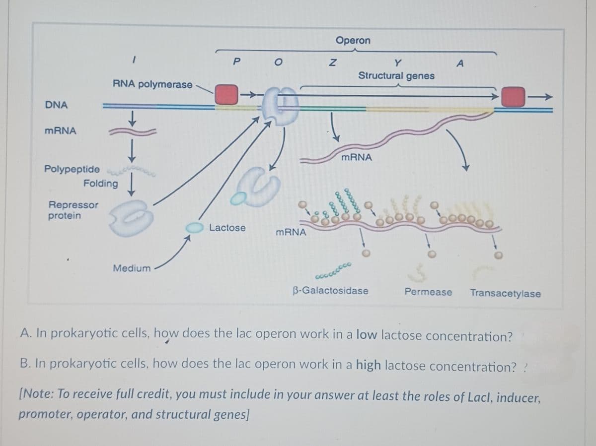 DNA
RNA polymerase
mRNA
Polypeptide
Folding
Repressor
protein
Medium
Operon
P
Z
Y
A
Structural genes
Lactose
mRNA
mRNA
OOOOOO
0000000
0000
B-Galactosidase
Permease
Transacetylase
A. In prokaryotic cells, how does the lac operon work in a low lactose concentration?
B. In prokaryotic cells, how does the lac operon work in a high lactose concentration? ?
[Note: To receive full credit, you must include in your answer at least the roles of Lacl, inducer,
promoter, operator, and structural genes]