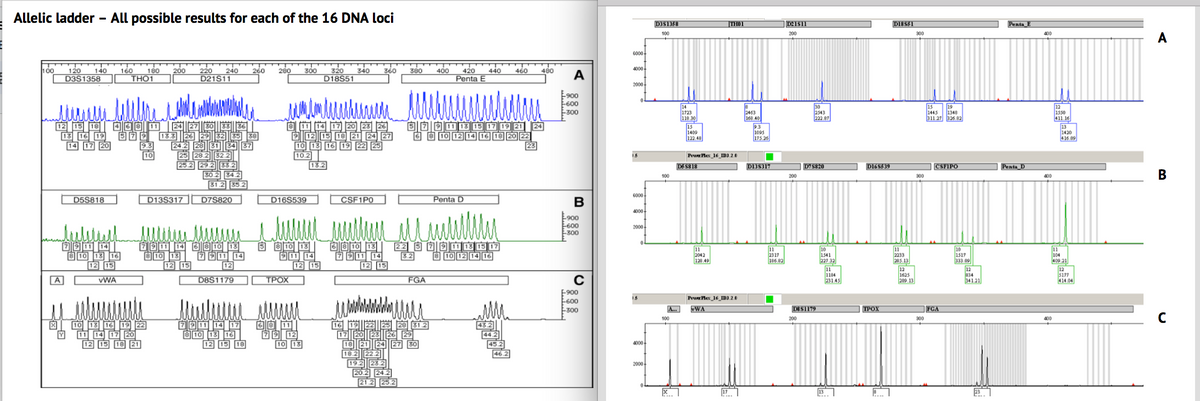 Allelic ladder All possible results for each of the 16 DNA loci
100
120 140 160 180 200
D3S1358
THO1
12 15 18 468 11
13 16 19
14 17 20
A
D5S818
79114
8 10 13 16
12 15
VWA
X 10 13 16 19 22
Y
11 14 17 20
12 15 18 21
220 240 260 280
D21S11
24 27 30
D13S317
www.
25.2 29.
12 15
30.2 34.2
31.2 35.2
791 14 6 8 10 13
8 10 13
7 9 11 14
12
D7S820
D8S1179
7911 14 17
8 10 13 16
12 15 18
300
D16S539
8 11 14 17 20 23 26
10 13 16 19 22 25
10.2
TPOX
5 8 10 13
911 14
68 11
79 12
10
320 340
D18S51
13.2
12 15
CSF1P0
360
16
380 400 420
Penta E
21.225.2
6 8 10 13 22 5 7 9 11 13 15 17
3.2
8 10 12 14 16
12 15
5 7 9 11 13 15 17 19 21 24
6 8 10 12 14 16 18 20 22
FGA
25 28 31.2
440
Penta D
460 480
A
900
E-600
-300
B
-900
E-600
300
с
E-900
-600
-300
6000
4000-
2000
6000
4000+
2000-
1.5
4000+
2000
D351358
100
100
100
X
14
1723
118.30
15
1409
122.48
Power Plex_16_ID3.2.0
D55818
11
2042
128 49
THOI
Power Plex 16 ID3.2.0
VWA
17
2463
168 40
1095
175.26
D135317
11
2317
186.82
D21511
200
200
30
2543
222.87
200
D75820
D$$1179
10
1541
227.32
11
1184
231.45
13
D165539
ΤΡΟΧ
A
D18551
11
2233
285.13
12
1625
209.13
300
300
300
15
19
1445 1348
311.27 326.82
CSFIPO
FCA
10
1517
333.09
12
834
341.21
23
Penta B
Penta D
400
400
400
12
1550
411.16
13
1420
416.09
11
104
409.21
12
5177
414.04
A
B
C