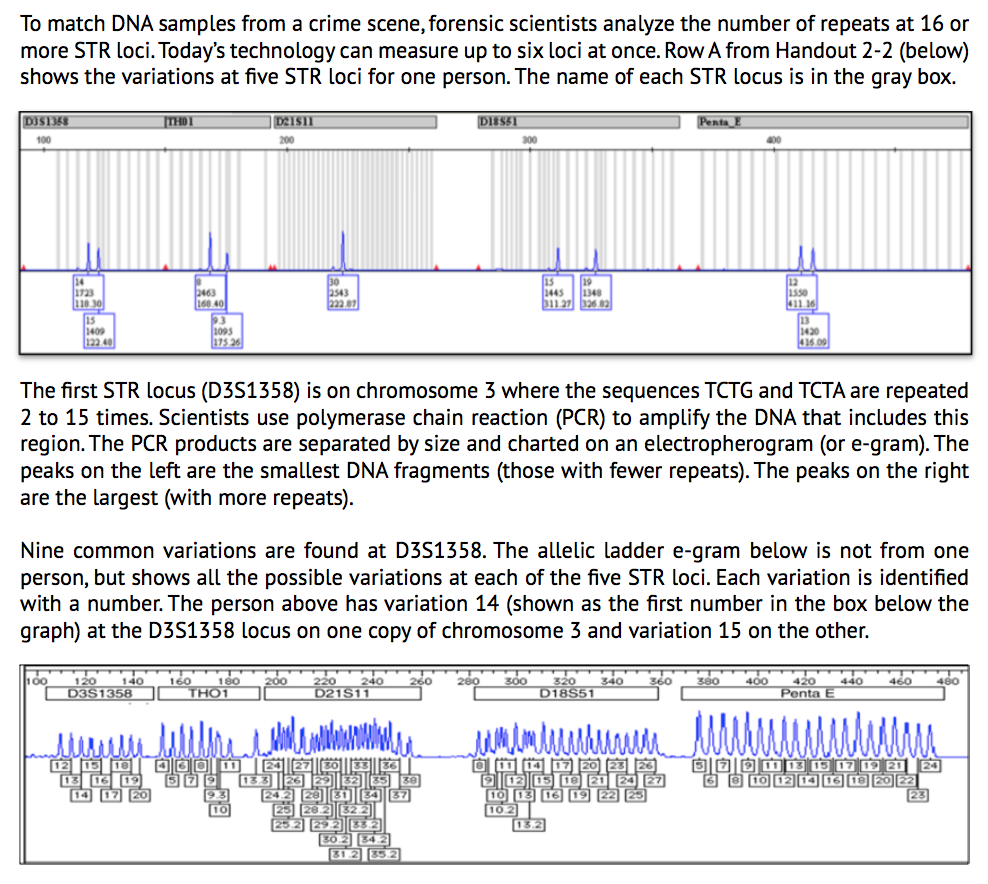 To match DNA samples from a crime scene, forensic scientists analyze the number of repeats at 16 or
more STR loci. Today's technology can measure up to six loci at once. Row A from Handout 2-2 (below)
shows the variations at five STR loci for one person. The name of each STR locus is in the gray box.
D351358
100
14
1723
118.30
15
1409
122.48
100
120 140
D3S1358
THOI
12 13 19
13 16 19
14 17 20
2463
168.40
9.3
1095
175 26
160
D21511
200
THO1
30
2543
222.87
The first STR locus (D3S1358) is on chromosome 3 where the sequences TCTG and TCTA are repeated
2 to 15 times. Scientists use polymerase chain reaction (PCR) to amplify the DNA that includes this
region. The PCR products are separated by size and charted on an electropherogram (or e-gram). The
peaks on the left are the smallest DNA fragments (those with fewer repeats). The peaks on the right
are the largest (with more repeats).
D21S11
Ludmila
0001 24 27 30 35 36
372 133 26
24.2
Nine common variations are found at D3S1358. The allelic ladder e-gram below is not from one
person, but shows all the possible variations at each of the five STR loci. Each variation is identified
with a number. The person above has variation 14 (shown as the first number in the box below the
graph) at the D3S1358 locus on one copy of chromosome 3 and variation 15 on the other.
25.2
31.2 35.2
D18551
39
300
280
15
1445
19
1348
311 27 326 82
300 320 340
D18S51
360
литатлииииии
Penta E
011 14 17 20 23 26
9 12 15 18 21 24 27
10 13 16 19 22 25
10.2
400
1550
411 16
13
1420
380
416.09
400 420 440 460 480
Penta E
Ellii3 15 17 19 21 2
6 8 10 12 14 16 18 20 22
23