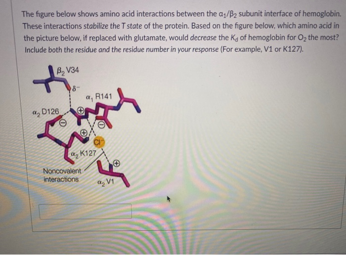 The figure below shows amino acid interactions between the a /B2 subunit interface of hemoglobin.
These interactions stabilize the T state of the protein. Based on the figure below, which amino acid in
the picture below, if replaced with glutamate, would decrease the Ka of hemoglobin for O2 the most?
Include both the residue and the residue number in your response (For example, V1 or K127).
to
B, V34
8-
a, R141
D126
K127
Noncovalent
