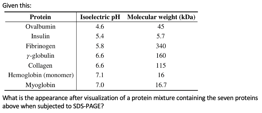 Given this:
Protein
Isoelectric pH Molecular weight (kDa)
Ovalbumin
4.6
45
Insulin
5.4
5.7
Fibrinogen
5.8
340
Y-globulin
6.6
160
Collagen
6.6
115
Hemoglobin (monomer)
7.1
16
Мyoglobin
7.0
16.7
What is the appearance after visualization of a protein mixture containing the seven proteins
above when subjected to SDS-PAGE?
