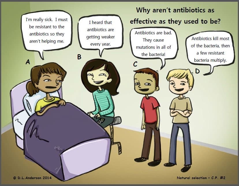 I'm really sick. I must
I heard that
be resistant to the
antibiotics so they
aren't helping me.
antibiotics are
getting weaker
Why aren't antibiotics as
effective as they used to be?
Antibiotics are bad.
They cause
Antibiotics kill most
every year.
mutations in all of
the bacteria!
of the bacteria, then
B
A
C
a few resistant
bacteria multiply.
D
D.L.Anderson 2014
Natural selection -
C.P. #2