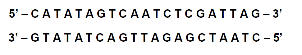 5'-CATATAGTCAATCTCGATTAG-3'
3'- GTATATCAGTTAGAGCTAATC-5'