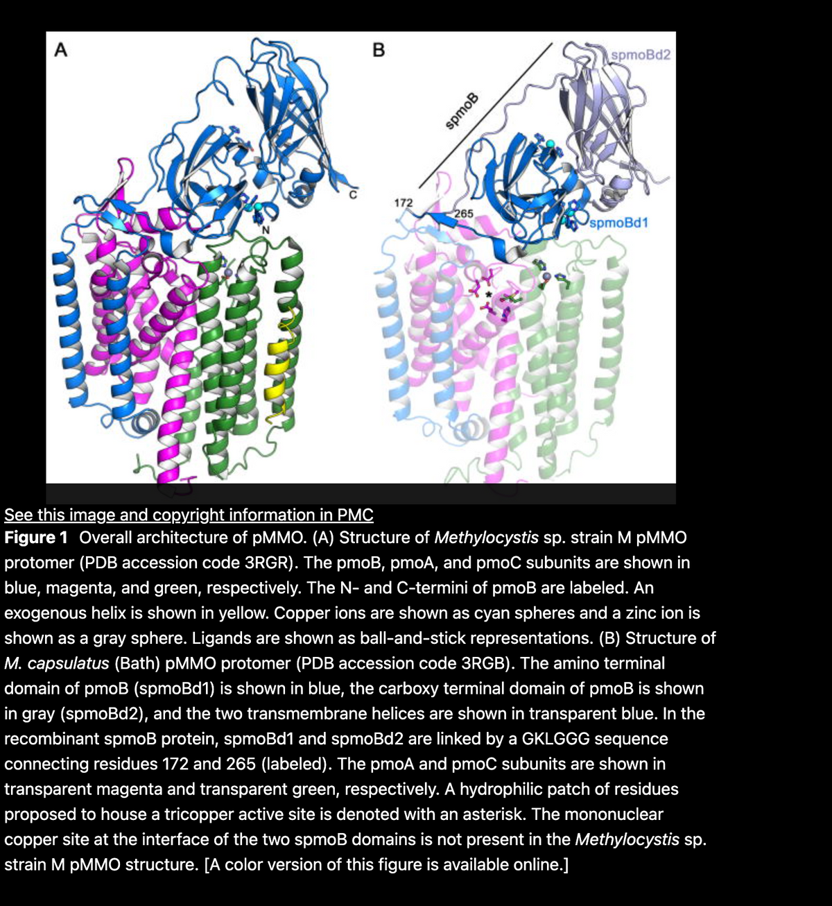 A
B
172
spmoB
265
spmoBd2
spmoBd1
See this image and copyright information in PMC
Figure 1 Overall architecture of pMMO. (A) Structure of Methylocystis sp. strain M pMMO
protomer (PDB accession code 3RGR). The pmoB, pmoA, and pmoC subunits are shown in
blue, magenta, and green, respectively. The N- and C-termini of pmoB are labeled. An
exogenous helix is shown in yellow. Copper ions are shown as cyan spheres and a zinc ion is
shown as a gray sphere. Ligands are shown as ball-and-stick representations. (B) Structure of
M. capsulatus (Bath) pMMO protomer (PDB accession code 3RGB). The amino terminal
domain of pmoB (spmoBd1) is shown in blue, the carboxy terminal domain of pmoB is shown
in gray (spmoBd2), and the two transmembrane helices are shown in transparent blue. In the
recombinant spmoB protein, spmoBd1 and spmoBd2 are linked by a GKLGGG sequence
connecting residues 172 and 265 (labeled). The pmoA and pmoC subunits are shown in
transparent magenta and transparent green, respectively. A hydrophilic patch of residues
proposed to house a tricopper active site is denoted with an asterisk. The mononuclear
copper site at the interface of the two spmoB domains is not present in the Methylocystis sp.
strain M pMMO structure. [A color version of this figure is available online.]