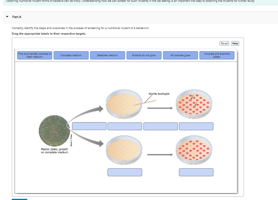 Obtaining nutritional mutant forms of bacteria can be tricky. Understanding how we can screen for such mutants in the lab setting is an important first step to obtaining the mutants for further study.
Part A
Correctiy identify the steps and outcomes in the process of screening for a nutritional mutant of a bacterium.
Drag the appropriate labels to their respective targets.
Reset
Help
Pick and transfer colonies to
fresh medium.
Incubate and examine
Complete medium.
Selective medium.
Mutants do not grow.
All colonies grow.
plates.
Sterile toothpick
Master plate; growth
on complete medium
