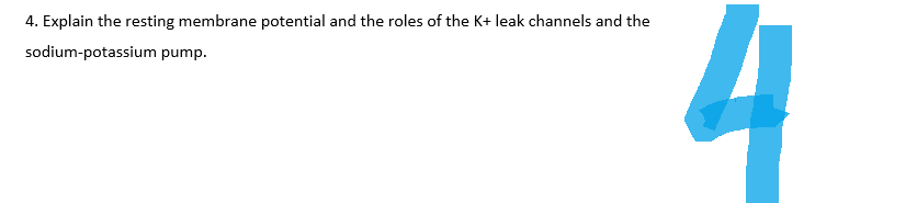 4. Explain the resting membrane potential and the roles of the K+ leak channels and the
sodium-potassium
pump.
4