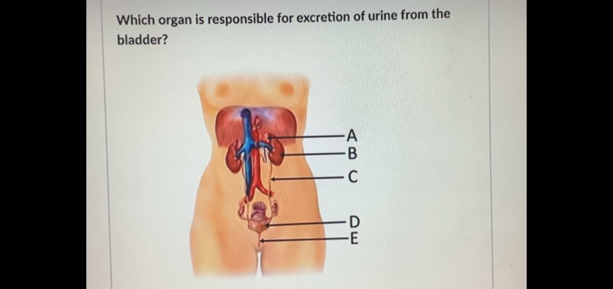 Which organ is responsible for excretion of urine from the
bladder?
D
AB C
