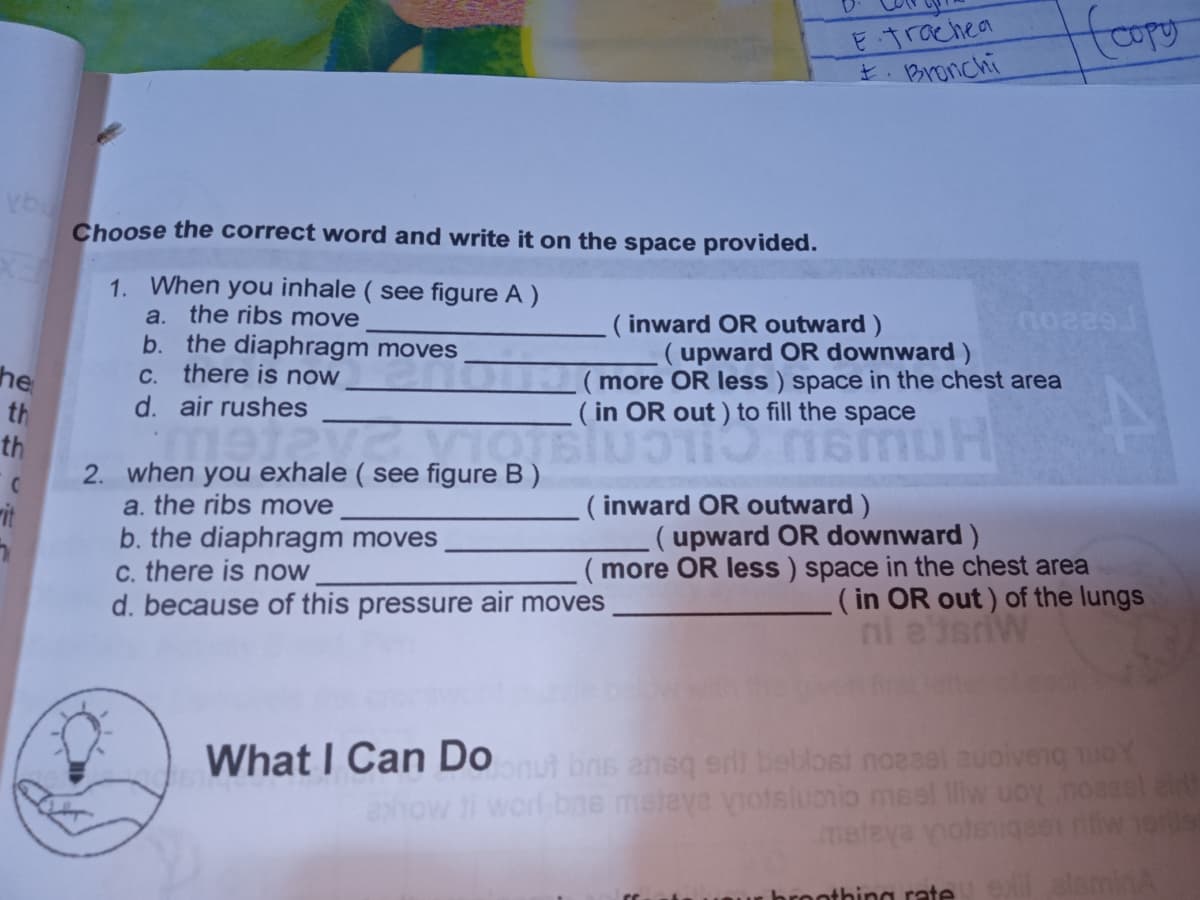 E trachea
t. Bronchi
Choose the correct word and write it on the space provided.
1. When you inhale ( see figure A )
the ribs move
a.
b. the diaphragm moves
C. there is now
d. air rushes
( inward OR outward )
(upward OR downward )
(more OR Iless ) space in the chest area
( in OR out ) to fill the space
he
th
th
2. when you exhale ( see figure B )
a. the ribs move
( inward OR outward )
(upward OR downward )
( more OR less ) space in the chest area
rit
b. the diaphragm moves
c. there is now
d. because of this pressure air moves
( in OR out ) of the lungs
What I Can Do bns aneq erli beblosi noesal auoiveng o
exow ti worl bne meleve viotaluonio meel liw uoy
meteya oteniqe
iw 19le
hronthing rate eelsminA

