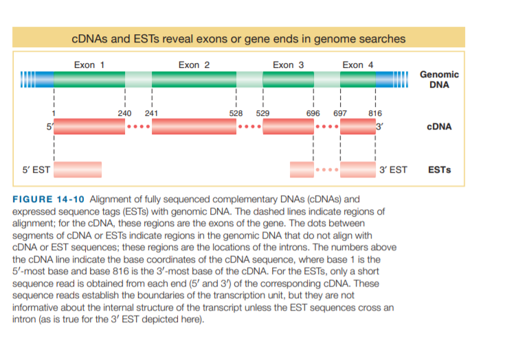 CDNAS and ESTS reveal exons or gene ends in genome searches
Exon 2
Exon 1
Exon 3
Exon 4
Genomic
DNA
240
241
528
529
696
697
816
3
CDNA
5' EST
3' EST
ESTS
FIGURE 14-10 Alignment of fully sequenced complementary DNAS (CDNAS) and
expressed sequence tags (ESTS) with genomic DNA. The dashed lines indicate regions of
alignment; for the CDNA, these regions are the exons of the gene. The dots between
segments of CDNA or ESTS indicate regions in the genomic DNA that do not align with
CDNA or EST sequences; these regions are the locations of the introns. The numbers above
the CDNA line indicate the base coordinates of the CDNA sequence, where base 1 is the
5'-most base and base 816 is the 3'-most base of the CDNA. For the ESTS, only a short
sequence read is obtained from each end (5' and 3') of the corresponding CDNA. These
sequence reads establish the boundaries of the transcription unit, but they are not
informative about the internal structure of the transcript unless the EST sequences cross an
intron (as is true for the 3' EST depicted here).
