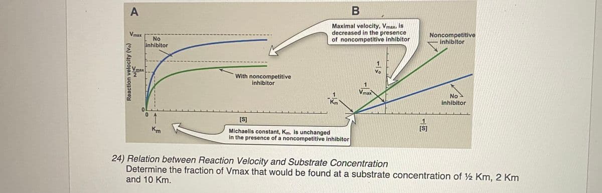 A
Vmax
Reaction velocity (Vo)
Vmax
No
inhibitor
Km
With noncompetitive
inhibitor
B
Maximal velocity, Vmax, is
decreased in the presence
of noncompetitive inhibitor
Km
[S]
Michaelis constant, Km. is unchanged
in the presence of a noncompetitive inhibitor
Vmax
Vo
1
[S]
Noncompetitive
inhibitor
No
inhibitor
2
24) Relation between Reaction Velocity and Substrate Concentration
Determine the fraction of Vmax that would be found at a substrate concentration of 12 Km, 2 Km
and 10 Km.