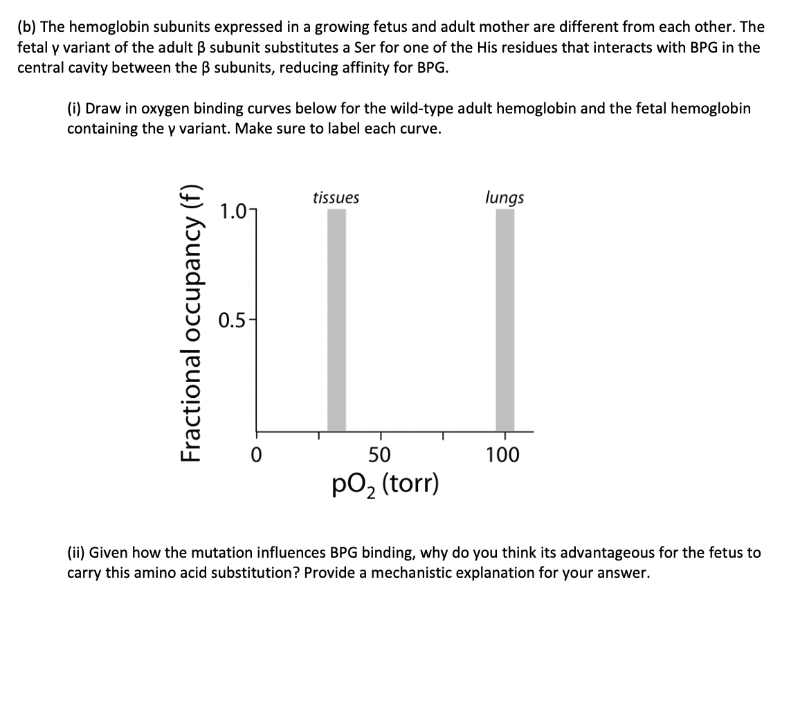 (b) The hemoglobin subunits expressed in a growing fetus and adult mother are different from each other. The
fetal y variant of the adult ß subunit substitutes a Ser for one of the His residues that interacts with BPG in the
central cavity between the ß subunits, reducing affinity for BPG.
(i) Draw in oxygen binding curves below for the wild-type adult hemoglobin and the fetal hemoglobin
containing the y variant. Make sure to label each curve.
Fractional occupancy (f)
1.0₁
0.5-
tissues
T
50
po₂ (torr)
2
lungs
100
(ii) Given how the mutation influences BPG binding, why do you think its advantageous for the fetus to
carry this amino acid substitution? Provide a mechanistic explanation for your answer.