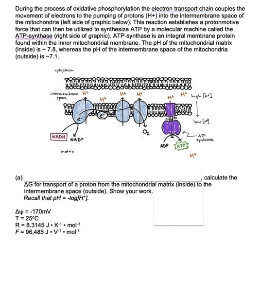 During the process of oxidative phosphorylation the electron transport chain couples the
movement of electrons to the pumping of protons (H+) into the intermembrane space of
the mitochondria (left side of graphic below). This reaction establishes a protonmotive
force that can then be utilized to synthesize ATP by a molecular machine called the
ATP-synthase (right side of graphic). ATP-synthase is an integral membrane protein
found within the inner mitochondrial membrane. The pH of the mitochondrial matrix
(inside) is ~ 7.8, whereas the pH of the intermembrane space of the mitochondria
(outside) is ~7.1.
cytoplasm
intermembrane H²
space
Δψ = -170mV
T = 25°C
NADH
NAD+
matrix
H+
R = 8.3145 J.K-1.mol-1
F = 96,485 J. V-1.mol-¹
H*
H+
ADP
H*
ATP
high [44]
low [49]
ATP
synthase
(a)
AG for transport of a proton from the mitochondrial matrix (inside) to the
intermembrane space (outside). Show your work.
Recall that pH = -log[H*].
H+
calculate the