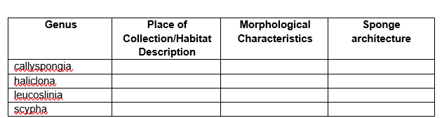 Genus
callyspongia
haliclona
leucoslinia
scypha
Place of
Collection/Habitat
Description
Morphological
Characteristics
Sponge
architecture