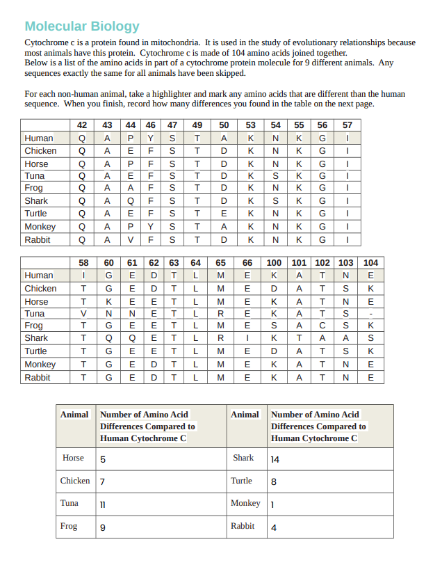 Molecular Biology
Cytochrome c is a protein found in mitochondria. It is used in the study of evolutionary relationships because
most animals have this protein. Cytochrome c is made of 104 amino acids joined together.
Below is a list of the amino acids in part of a cytochrome protein molecule for 9 different animals. Any
sequences exactly the same for all animals have been skipped.
For each non-human animal, take a highlighter and mark any amino acids that are different than the human
sequence. When you finish, record how many differences you found in the table on the next page.
57
42 43 44 46 47 49 50 53 54 55 56
T A K N K G
Human
Q A
Р
|
Chicken Q
A
T D K N K
G
I
Horse
Q
A Р
K
K
G I
Tuna
Q
A
K
G
I
Frog
Q
A
K
G
I
Shark
Q A Q
K
G
I
Turtle
Q
A
G
I
Monkey Q
N
K
G
I
Rabbit
N K G I
100 101 102 103 104
Human
Chicken
Horse
Tuna
Frog
Shark
Turtle
Monkey
Rabbit
awaWAOEPV
FEEK
AA
TITITITIK
А
GOGG
Y
F
F
F
F
F
FYF
SSSSSSSSS
JEEEZEOEEw
OOEwwwwoo
FF
FFFFFFF
D
T
T
T
T
Q A V
58 60
I
G
T
G
T K
V N N
T
T Q Q
T
T L
T
D T L
T
EDT
L
Animal Number of Amino Acid
Differences Compared to
Human Cytochrome C
Horse
5
Chicken 7
Tuna 11
Frog
9
T
T
T
61
62 63
EDT
T
T
T
T
T L
64
L
L
L
لالالالالالالا
||ΣΣ|Σα Σια|ΣΣΣ
OOOO EAD
D
L
D
D
D
65
M
M
M
L R
M
R
M
M
M
XXX
K
K
K
66
ZSZSZZZ
I
N
N
SEEEEE
XXXSXOXX
EEE
N
K
D
K
K
K
D
K
XXX
K
K
K
K
XX
AAAAAAAA
STTTTUATFF
Т
Т
Т
Т
с
А
Т
Т
ÖzSzSSASZ Z
SEKEKSKEE
N
N
А
N
K
Т
Animal Number of Amino Acid
Differences Compared to
Human Cytochrome C
Shark
14
Turtle
8
Monkey 1
Rabbit 4
N