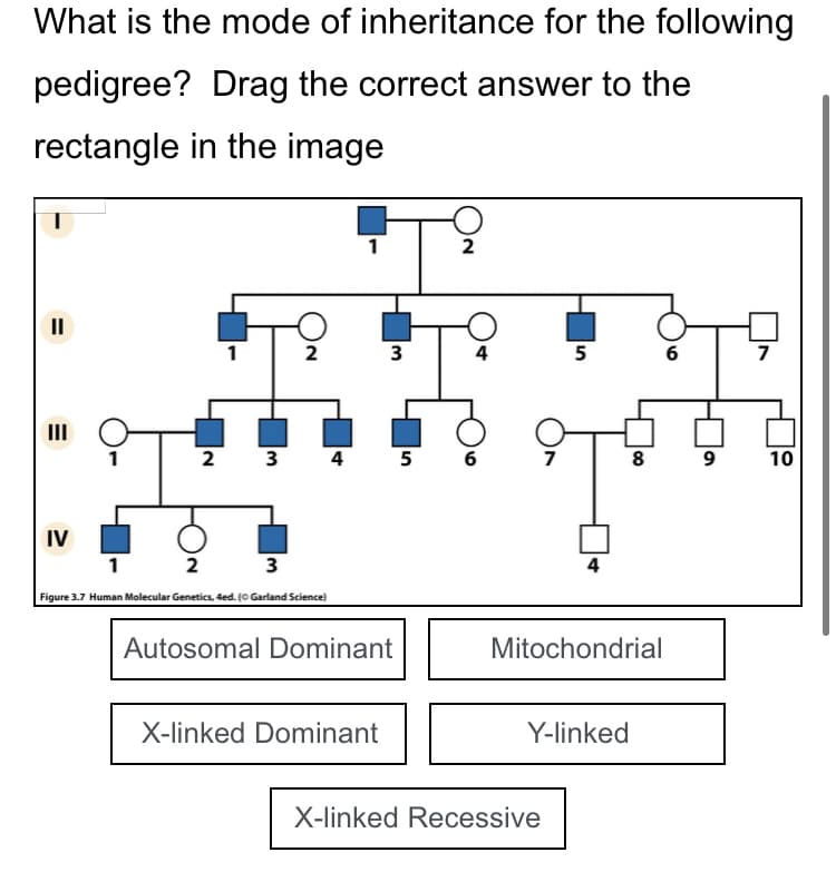 What is the mode of inheritance for the following
pedigree? Drag the correct answer to the
rectangle in the image
T
=
II
E
III
IV
1
1
2 3
2
2
3
Figure 3.7 Human Molecular Genetics, 4ed. (© Garland Science)
4
1
3
Autosomal Dominant
X-linked Dominant
2
4
5 6
5
8
T
4
Mitochondrial
Y-linked
X-linked Recessive
6
9
7
10