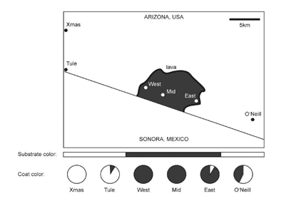 ARIZONA, USA
|Хmas
Skm
Tule
lava
West
Mid
East
O Nel
SONORA, MEXICO
Substrate color.
Coat color.
Хmas
Tule
West
Mid
East
O'Neil
