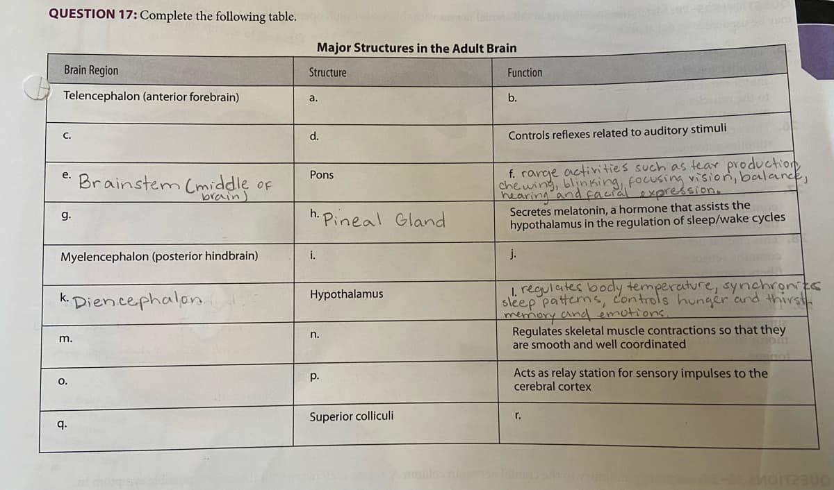 QUESTION 17: Complete the following table.
Brain Region
Telencephalon (anterior forebrain)
e. Brainstem (middle of
brain)
g.
Myelencephalon (posterior hindbrain)
k. Diencephalon.
m.
O.
q.
Major Structures in the Adult Brain
Structure
a.
d.
Pons
h. Pineal Gland
i.
Hypothalamus
n.
p.
Superior colliculi
amulo:
Function
b.
Controls reflexes related to auditory stimuli
f. range activities such as tear production
chewing, blinking, focusing vision, balance,
Secretes melatonin, a hormone that assists the
hypothalamus in the regulation of sleep/wake cycles
j.
1. regulates body temperature, synchronize
sleep patterns, controls hunger and thirsth
memory and emotions.
Regulates skeletal muscle contractions so that they
are smooth and well coordinated
Acts as relay station for sensory impulses to the
cerebral cortex
r.
MOIT2300