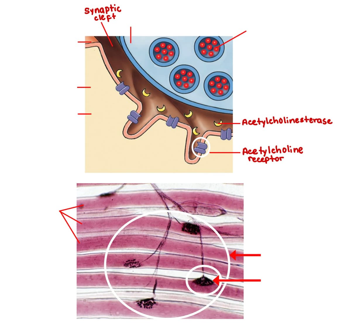 Synaptic
cleft
Acetylcholinesterase
Acetylcholine
receptor