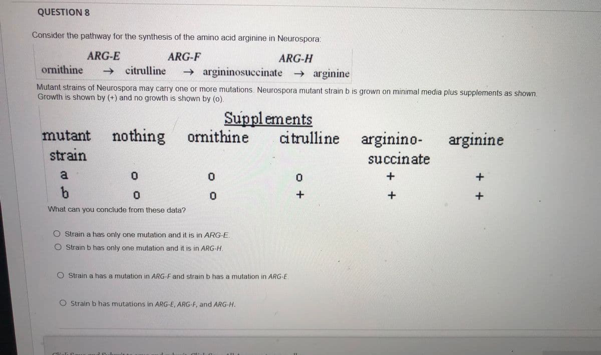 QUESTION 8
Consider the pathway for the synthesis of the amino acid arginine in Neurospora:
ARG-E
→ citrulline
ARG-F
ARG-H
ornithine
argininosuccinate arginine
Mutant strains of Neurospora may carry one or more mutations. Neurospora mutant strain b is grown on minimal media plus supplements as shown.
Growth is shown by (+) and no growth is shown by (o).
Supplements
ornithine
mutant nothing
citrulline
arginino-
succinate
arginine
strain
What can you conclude from these data?
O Strain a has only one mutation and it is in ARG-E.
O Strain b has only one mutation and it is in ARG-H.
O Strain a has a mutation in ARG-F and strain b has a mutation in ARG-E.
O Strain b has mutations in ARG-E, ARG-F, and ARG-H.
+ +
