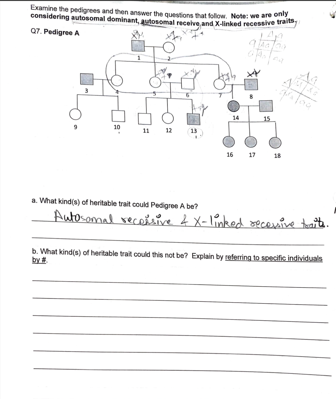 Examine the pedigrees and then answer the questions that follow. Note: we are only
considering autosomal dominant, autosomal receive and X-linked recessive traits
Q7. Pedigree A
CAG
QAa
1
6
8
3
AMAG
фркавай
10
12
13
9
11
16
17
18
a. What kind(s) of heritable trait could Pedigree A be?
Autosomal receisive & X-linked recessive traits.
b. What kind(s) of heritable trait could this not be? Explain by referring to specific individuals
by #.
14
ad
15