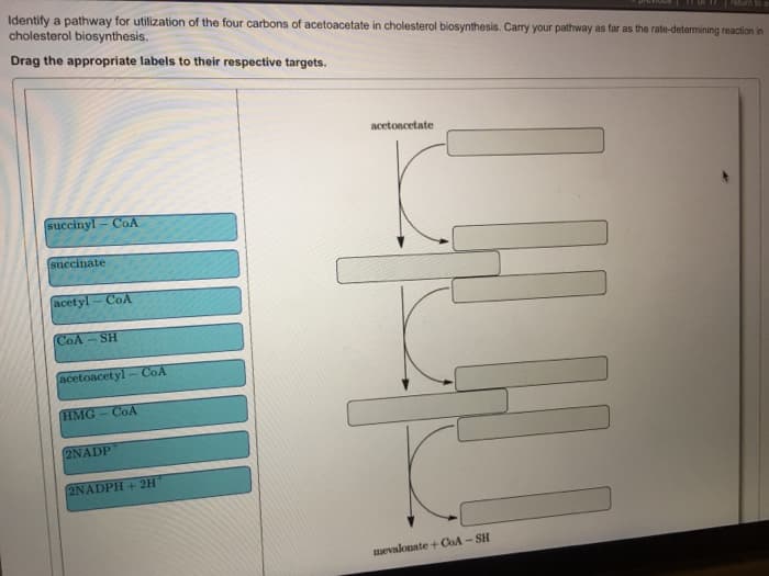 Identify a pathway for utilization of the four carbons of acetoacetate in cholesterol biosynthesis. Carry your pathway as far as the rate-determining reaction in
cholesterol biosynthesis.
Drag the appropriate labels to their respective targets.
succinyl-CoA
succinate
acetyl-CoA
CoA-SH
acetoacetyl-CoA
HMG-CoA
2NADP
2NADPH+ 2H
acetoacetate
K
UHL
return to a
mevalonate + CoA-SH