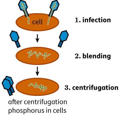 cell
1. infection
2. blending
3. centrifugation
after centrifugation
phosphorus in cells
