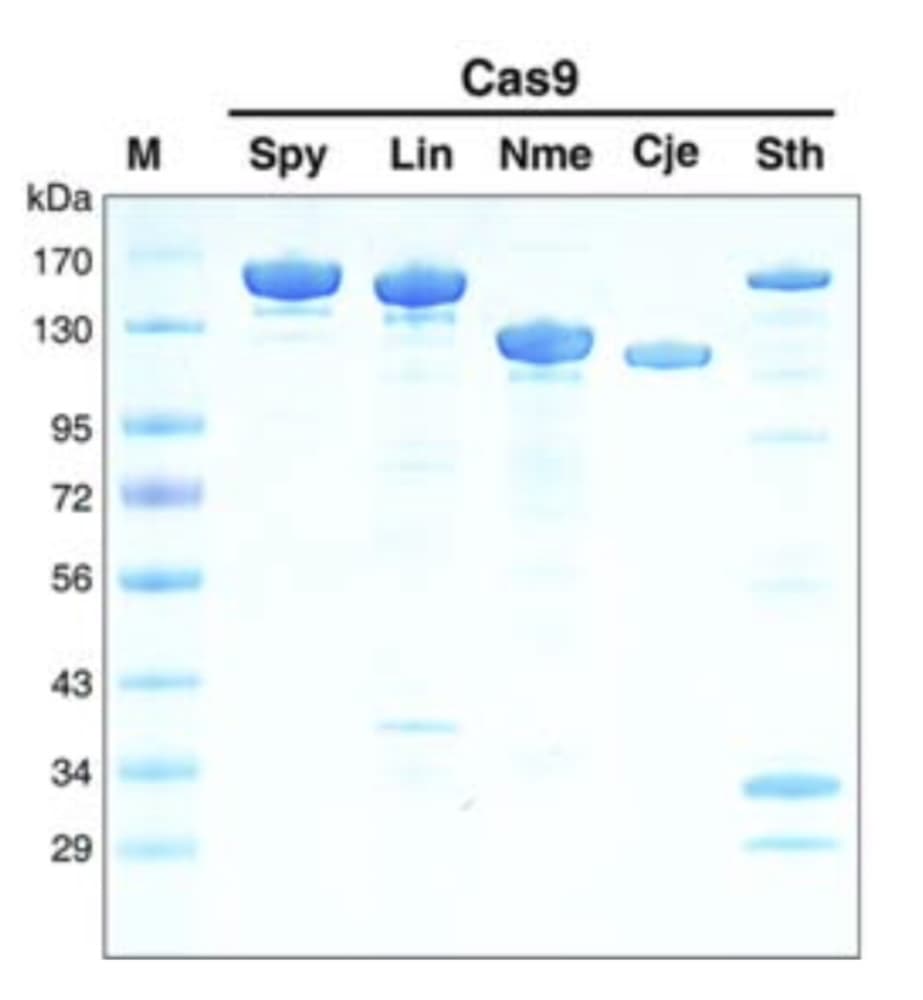 Cas9
M
Spy Lin Nme Cje Sth
kDa
170
130
95
72
56
43
34
29