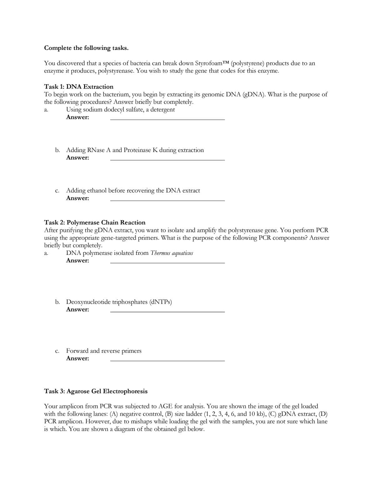 Complete the following tasks.
You discovered that a species of bacteria can break down StyrofoamT (polystyrene) products due to an
enzyme it produces, polystyrenase. You wish to study the gene that codes for this enzyme.
Task 1: DNA Extraction
To begin work on the bacterium, you begin by extracting its genomic DNA (GDNA). What is the purpose of
the following procedures? Answer briefly but completely.
Using sodium dodecyl sulfate, a detergent
Answer:
а.
b. Adding RNase A and Proteinase K during extraction
Answer:
c. Adding ethanol before recovering the DNA extract
С.
Answer:
Task 2: Polymerase Chain Reaction
After purifying the gDNA extract, you want to isolate and amplify the polystyrenase gene. You perform PCR
using the appropriate gene-targeted primers. What is the purpose of the following PCR components? Answer
briefly but completely.
DNA polymerase isolated from Thermus aquaticus
Answer:
а.
b. Deoxynucleotide triphosphates (DNTPS)
Answer:
С.
Forward and reverse primers
Answer:
Task 3: Agarose Gel Electrophoresis
Your amplicon from PCR was subjected to AGE for analysis. You are shown the image of the gel loaded
with the following lanes: (A) negative control, (B) size ladder (1, 2, 3, 4, 6, and 10 kb), (C) GDNA extract, (D)
PCR amplicon. However, due to mishaps while loading the gel with the samples, you are not sure which lane
is which. You are shown a diagram of the obtained gel below.
