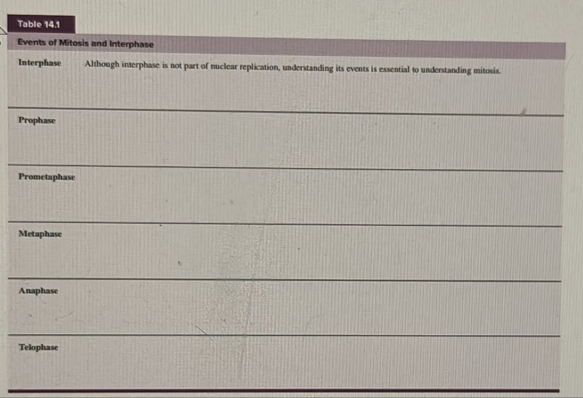 Table 14.1
Events of Mitosis and Interphase
Interphase Although interphase is not part of nuclear replication, understanding its events is essential to understanding mitosis.
Prophase
Prometaphase
Metaphase
Anaphase
Telophase
-------