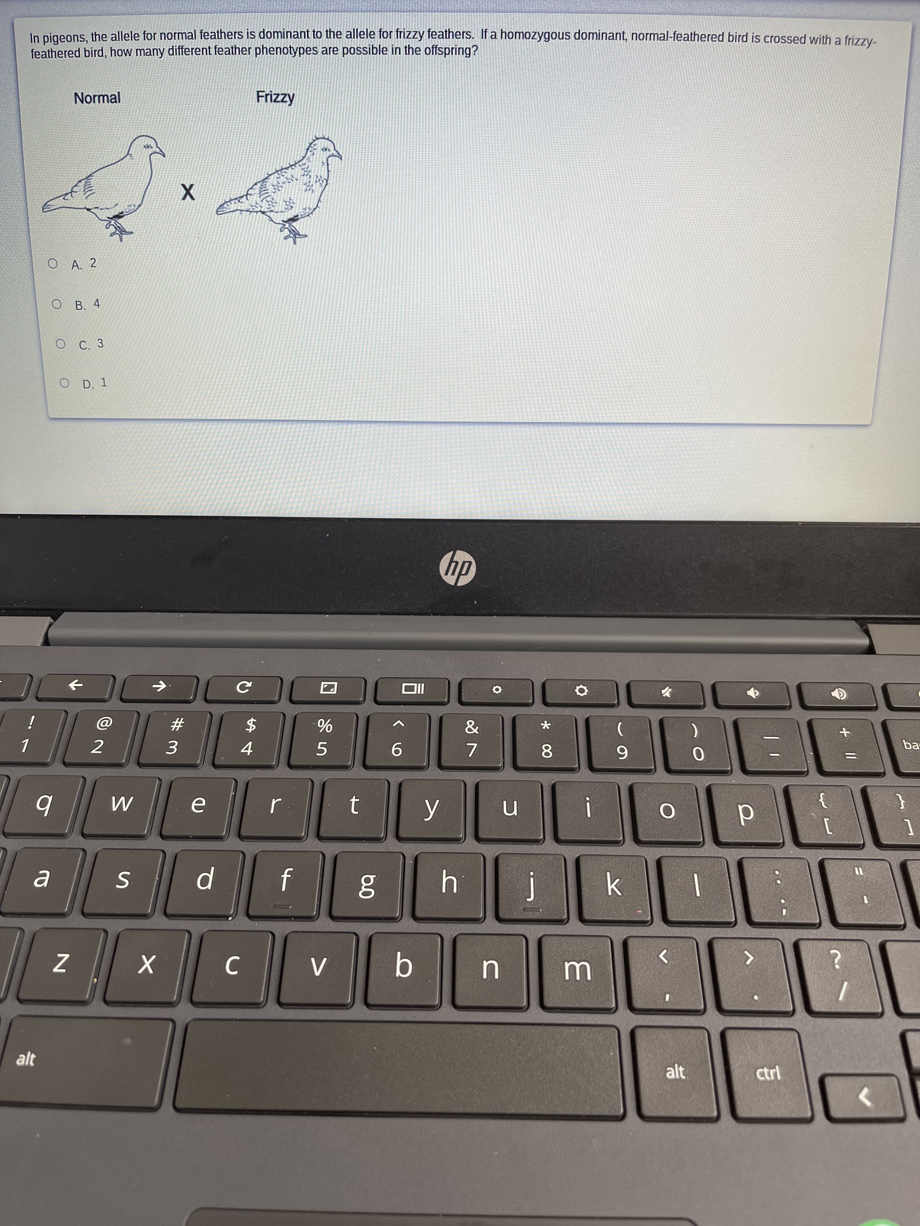 In pigeons, the allele for normal feathers is dominant to the allele for frizzy feathers. li a homozygous dominant, normal-feathered bird is crossed with a frizzy-
feathered bird, how many different feather phenotypes are possible in the offspring?
